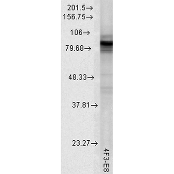 HSP90 Antibody (APC)