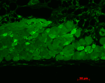 HSP90 Antibody (APC)