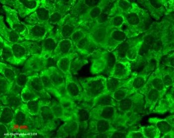 HSP90 Antibody (PerCP)