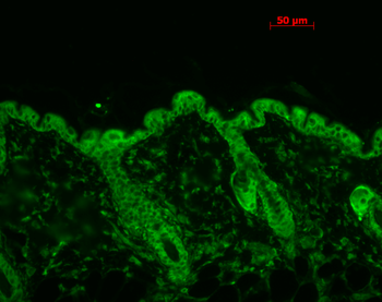 HSP90 Antibody (PerCP)