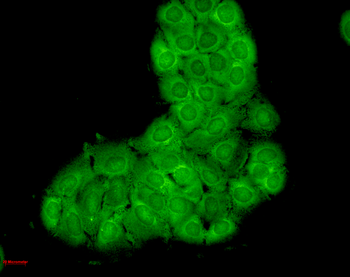 HSC70 (HSP73) Antibody (HRP)
