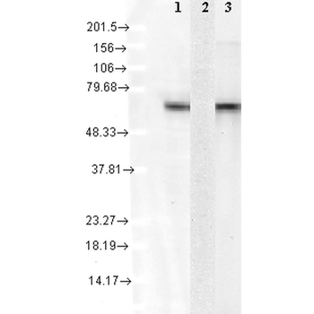 HSC70 (HSP73) Antibody (PerCP)