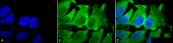 HSC70 (HSP73) Antibody (RPE)