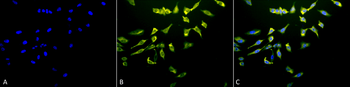 HSC70 (HSP73) Antibody (RPE)