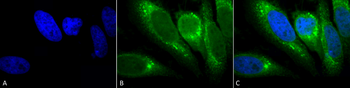 GRP78 Antibody (HRP)