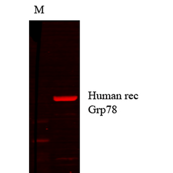 GRP78 Antibody (HRP)