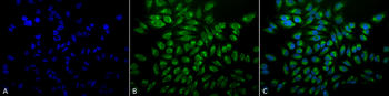 GRP78 Antibody (HRP)
