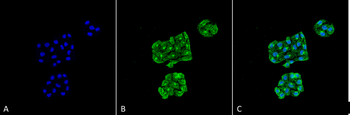 GRP78 Antibody (HRP)