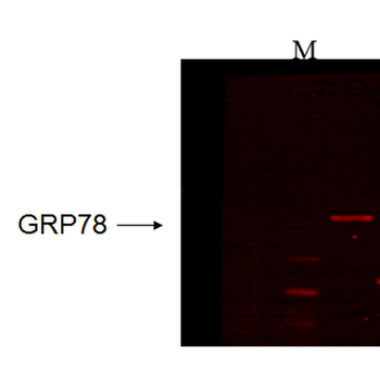 GRP78 Antibody (RPE)