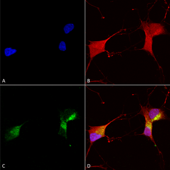 KCNQ1 Antibody (Biotin)