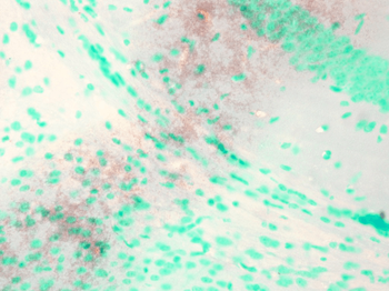KCNQ1 Antibody (Biotin)