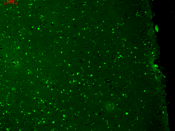 KCNQ1 Antibody (FITC)