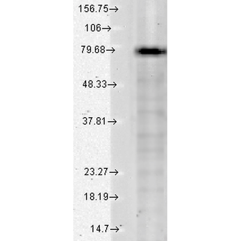 KCNQ1 Antibody (RPE)