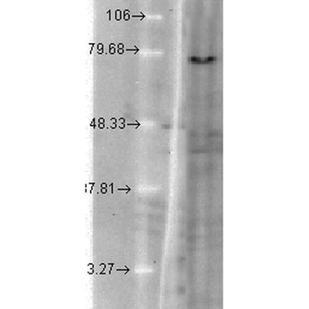 KCNQ1 Antibody (RPE)