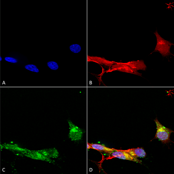 mGluR5 Antibody (APC)