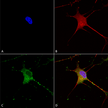 SUR1 Antibody (PerCP)