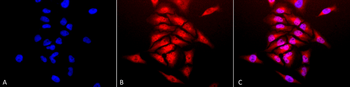 SOD1 (Cu/Zn) Antibody (HRP)