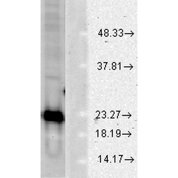 SOD1 (Cu/Zn) Antibody (HRP)