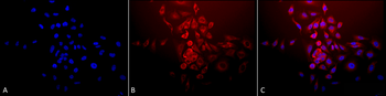SOD2 (Mn) Antibody (APC)