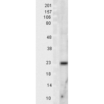 SOD2 (Mn) Antibody (FITC)