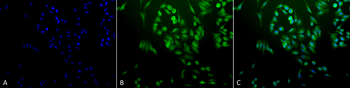 Ubiquitin Antibody (APC)