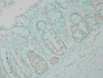 Ubiquitin Antibody (APC)