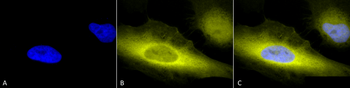 Ubiquitin Antibody (Biotin)