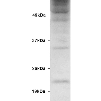Ubiquitin Antibody (Biotin)