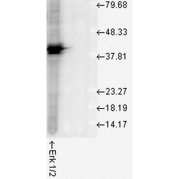 Erk1/2 Antibody (Biotin)
