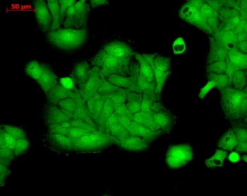 Erk1/2 Antibody (Biotin)