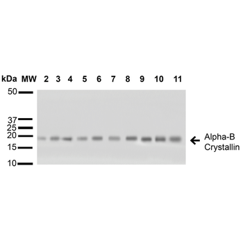 Alpha B Crystallin Antibody (Biotin)