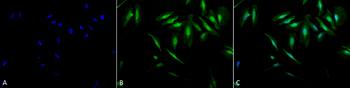 Alpha B Crystallin Antibody (Biotin)