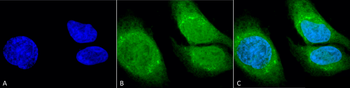 GRP78 (Bip) Antibody (HRP)