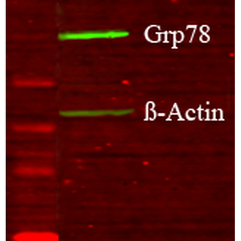 GRP78 (Bip) Antibody (HRP)