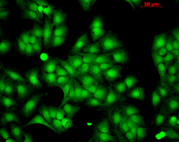 HSP22 Antibody (Biotin)