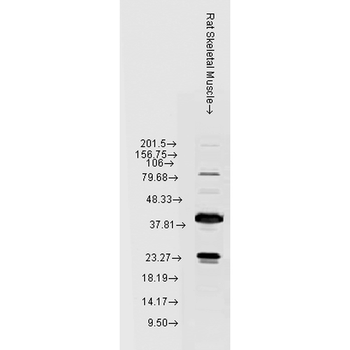 HSP22 Antibody (Biotin)
