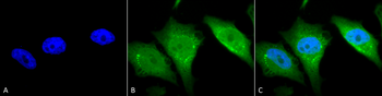 Calnexin-CT Antibody (Biotin)