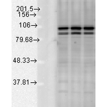 Calnexin-CT Antibody (Biotin)