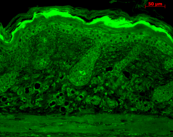 Calnexin-CT Antibody (Biotin)