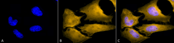 HSF1 Antibody (PerCP)