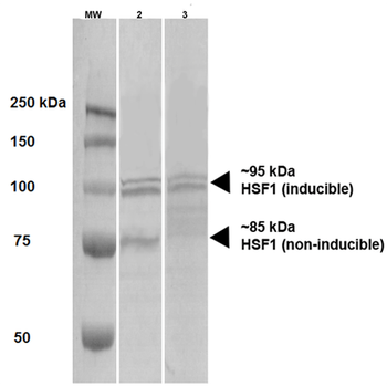 HSF1 Antibody (PerCP)