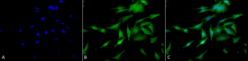 HSF1 Antibody (PerCP)