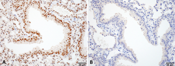 HSF1 Antibody (PerCP)