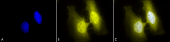 HSF1 Antibody (PerCP)