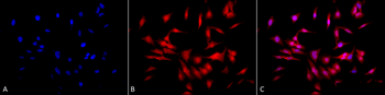 HSF1 Antibody (PerCP)