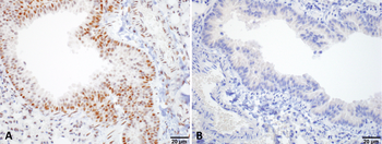 HSF1 Antibody (PerCP)