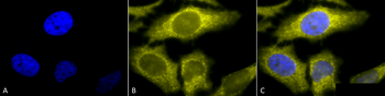 TCP1 alpha Antibody (Biotin)