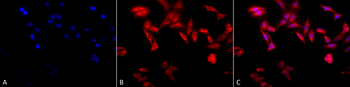 TCP1 alpha Antibody (Biotin)