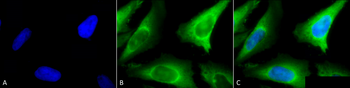 HSP40 Antibody (FITC)