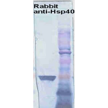 HSP40 Antibody (FITC)